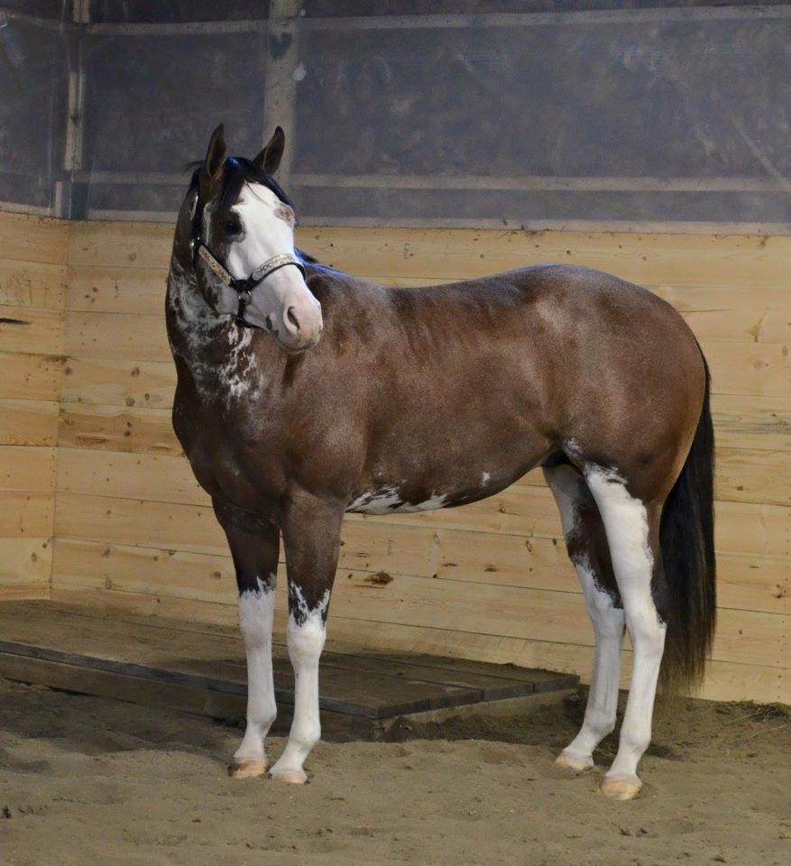 Paint horse standing in the indoor arena