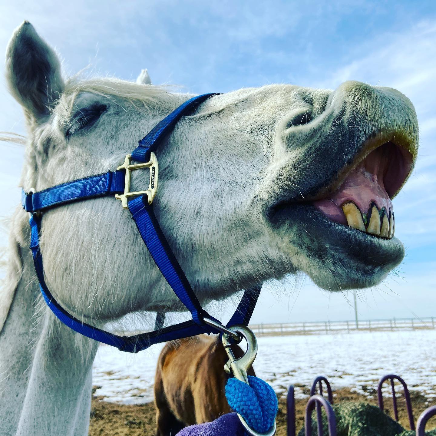 Grey horse showing its teeth during a dental check