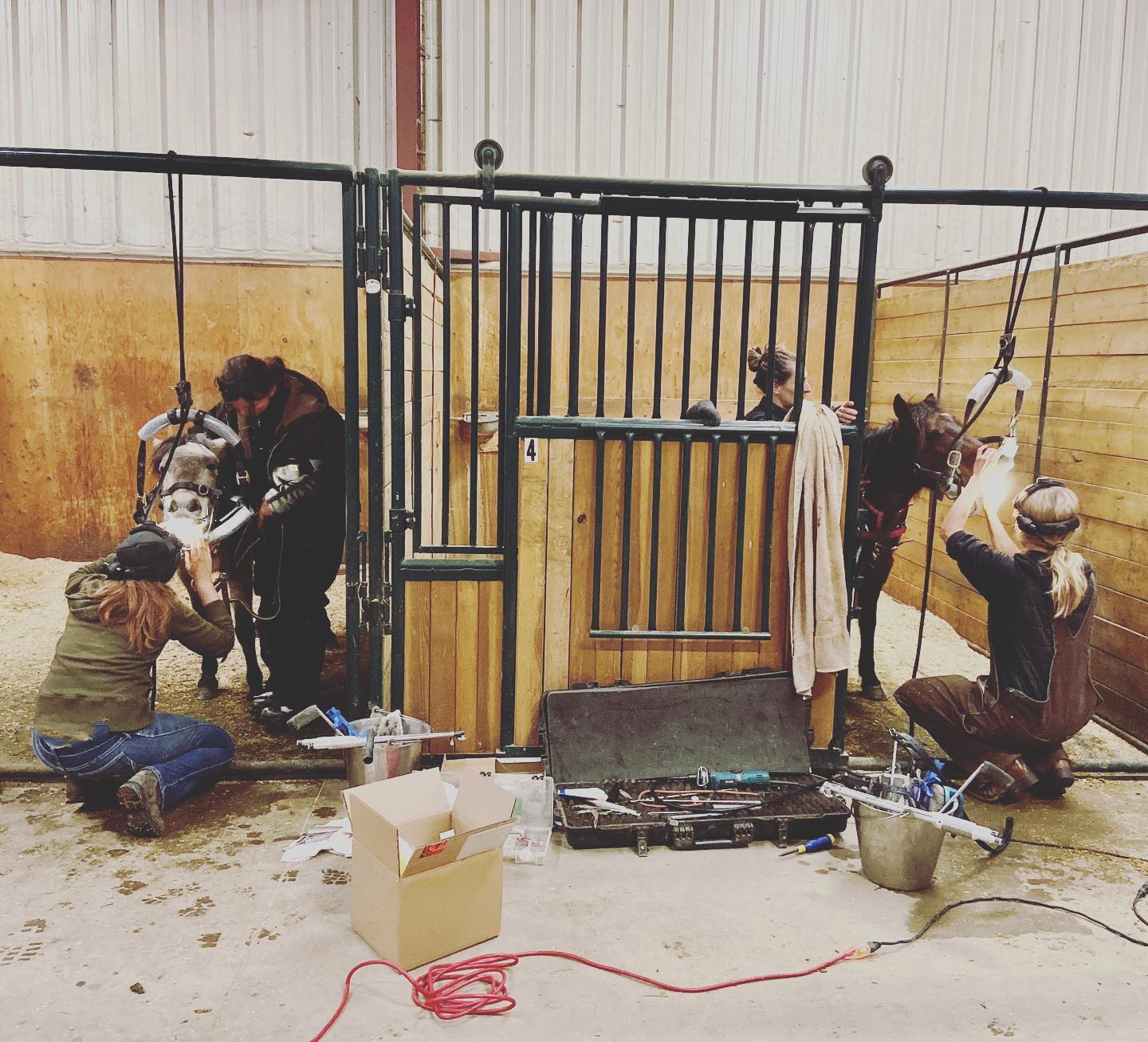 Equine dentistry underway in the heated barn