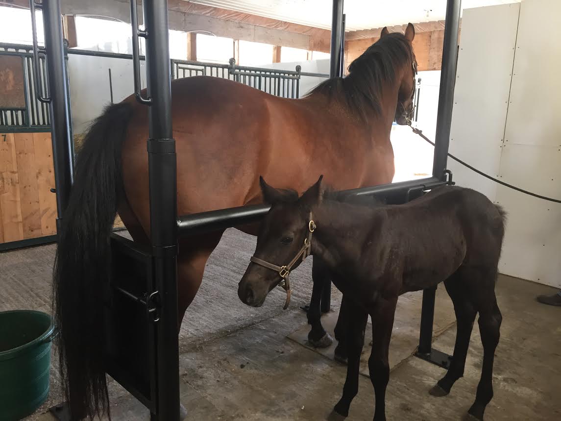 Mare and foal in the clinic stocks