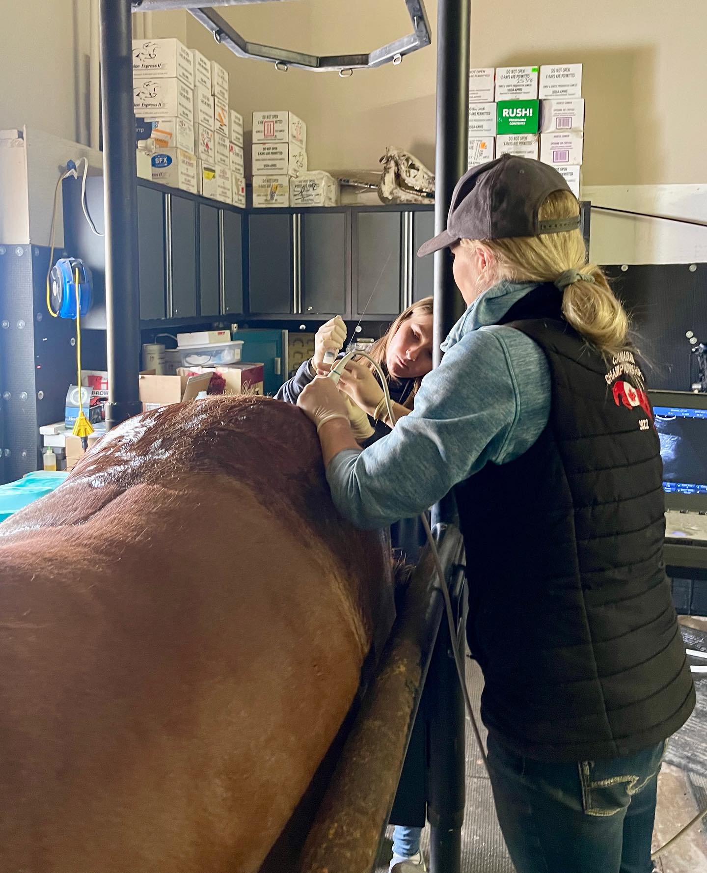 Team performing an ultrasound on a horse at the clinic